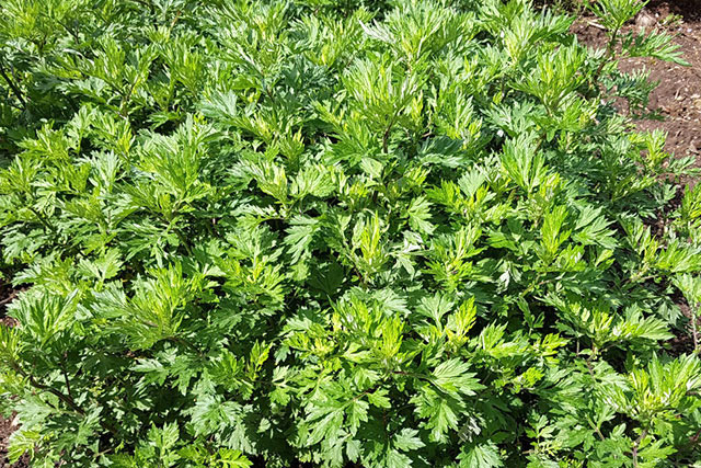 種植艾草對(duì)土壤有一定的要求，出苗后需要移植，日常管理要科學(xué)